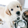 What Is The Best Food For Puppies?